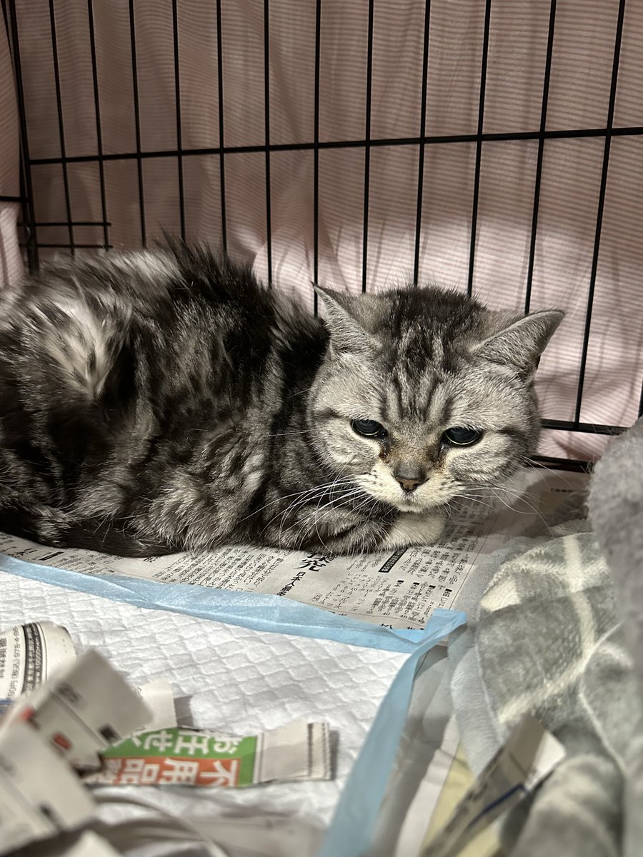 昨日、東京支部でアメショーの15歳を保護しました。間もなく16歳になります。

飼い主さんが引越しのため飼えなくなりました、、、

高齢者の飼育放棄以外では、引越しと家族のアレルギーで飼えなくなるケースが多いです。