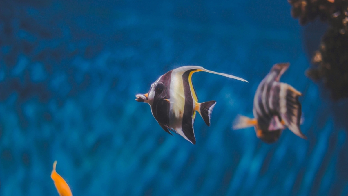 Wanderhotel's tweet photo. Stay close to the action at The Wander Hotel, A Ramada by Wyndham in the heart of Gatlinburg! 🏔️ Just 0.2 miles from Ripley's Aquarium of the Smokies, you’re steps away from family fun, marine life adventures, and attractions. https://t.co/FK0qasOS9T

#Gatlinburg #SmokyMountains https://t.co/ibRnYLPFJU