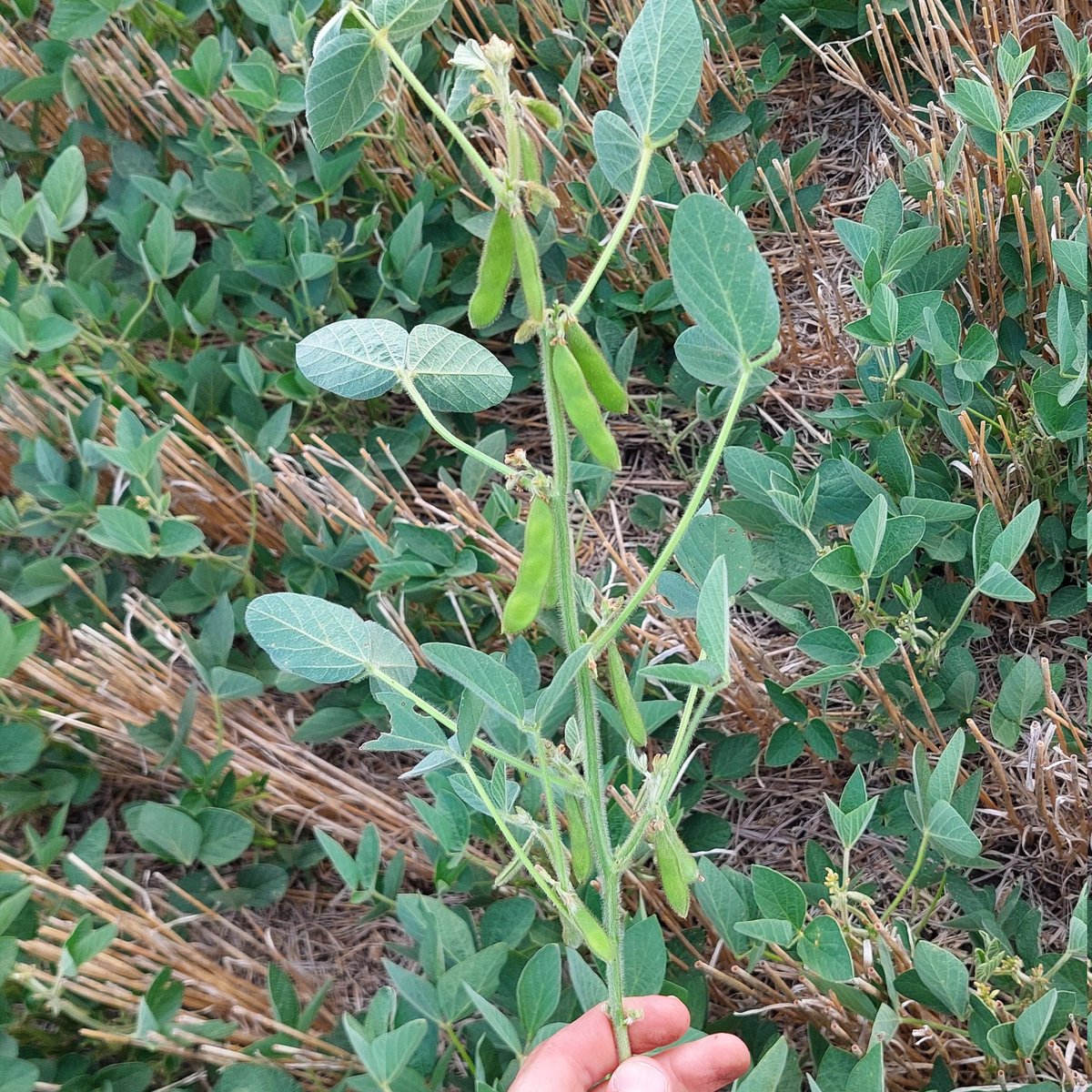 Guille Divito tweet media