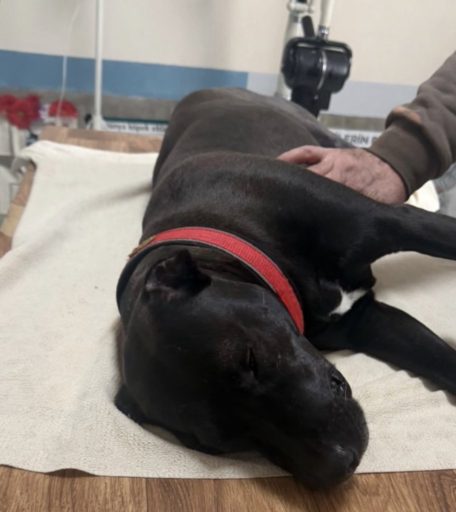 Esn🇹🇷 tweet media