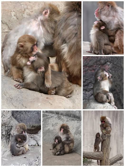 sievwe's tweet photo. 🐒 มารู้จัก💢เรื่องราวของ “น้อง Punch” 💢ลิงน้อยที่ทำให้คนทั้งโลกเอ็นดู 💕🌍
บางค... ดูเพิ่มเติม https://t.co/dR7BB1ZX2V