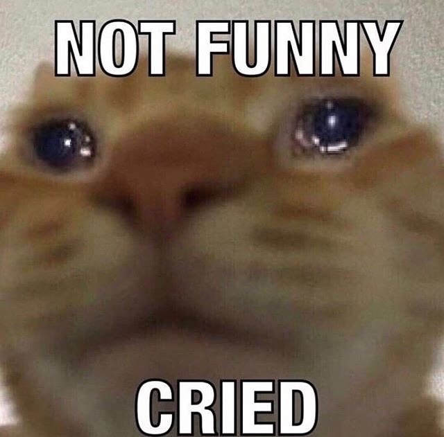 Punch Cat tweet media