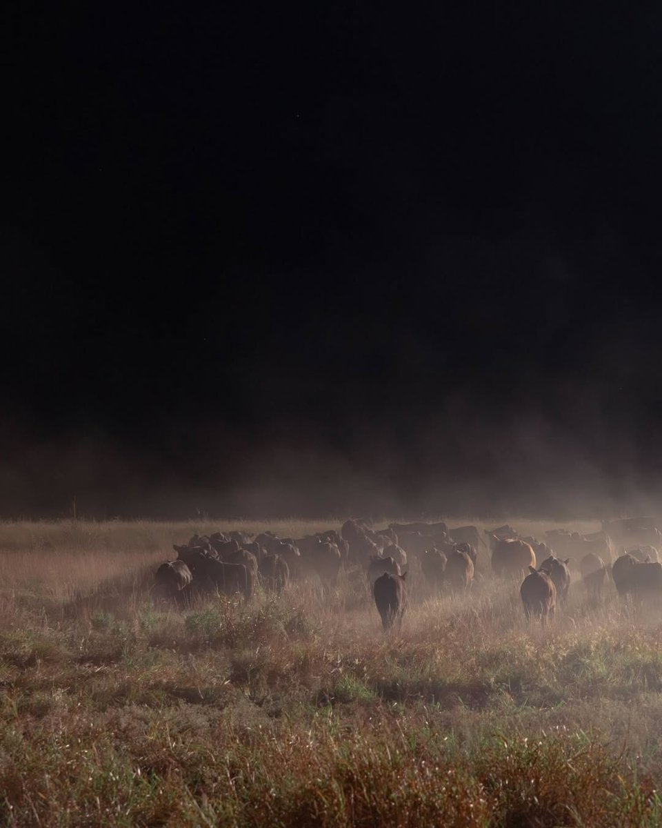 paramountplusar's tweet image. Una nueva era se va a desbloquear...👀
Dutton Ranch, muy pronto en exclusiva por Paramount Plus
#ParamountPlus #DuttonRanch