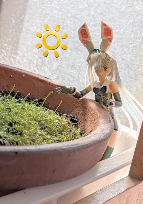 ウサギゴケの開花に気をよくし、最近はクリオネゴケにも花芽の兆しを見つけてちょっとドヤ顔のウサ氏w ( ಠ⁠ ‿ ⁠ಠ) フフフフン #ウチのコ園芸