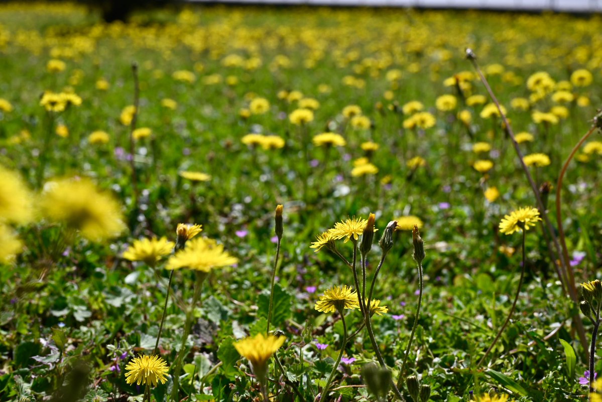 Aristotle University of Thessaloniki tweet media