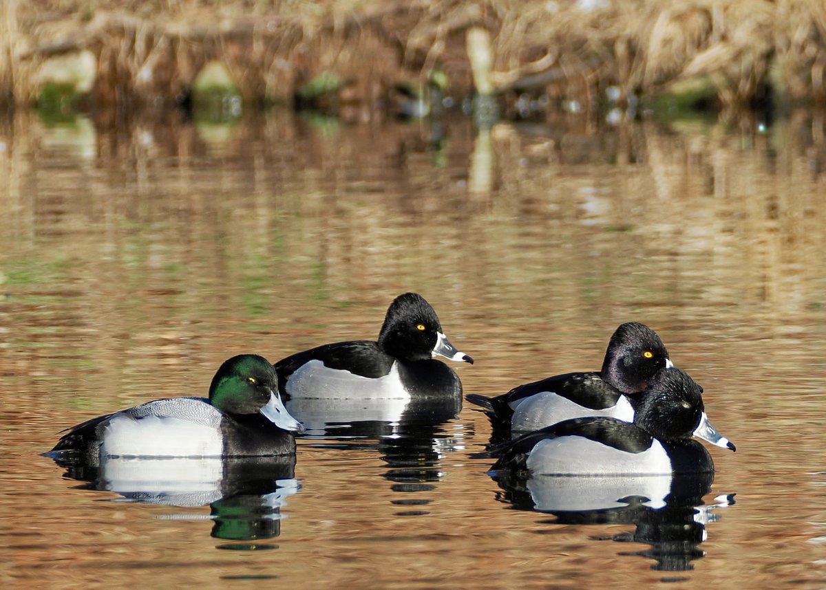 mawgdn's tweet image. Three Ring-necked #Ducks and an odd Greater #Scaup, all grumpy looking #3sDay #birdwatching Moravian Cemetery 03/11/26
