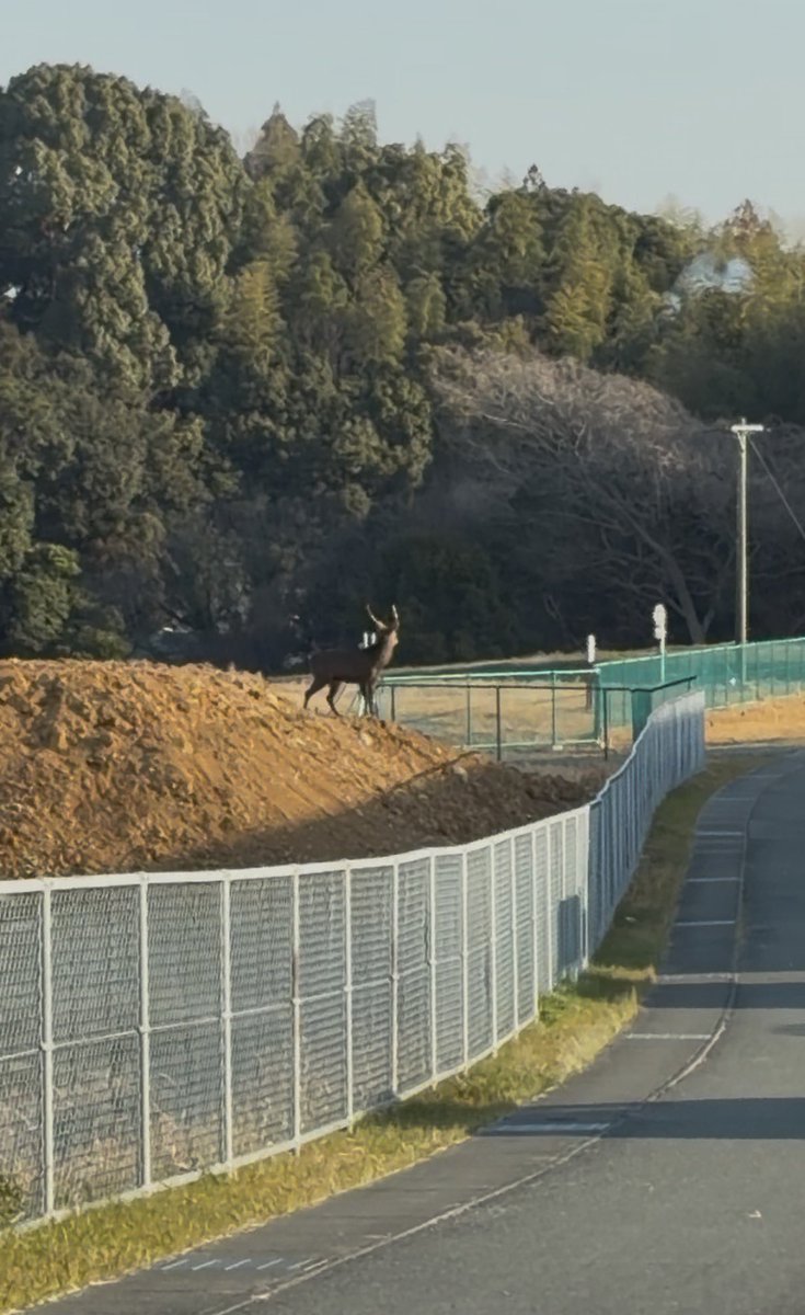 2度目のシカ🦌遭遇！
朝からテンション上がるー（笑）
お願いだから道路でちゃダメよ‼️