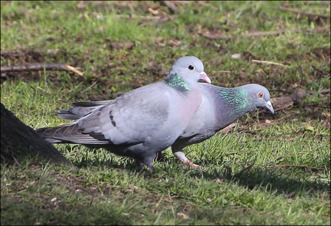 a_london_pigeon's tweet photo. Difference between Stock Dove #nearest and Feral Pigeon - look at the eyes! 
These species are fairly equal in size .. smaller than a Woodpigeon and bigger than a Collared Dove. 
Photographed in The Grove, Alexandra Park #London 
📷  Alexandra Park @FriendsAllyPark  #March2018 https://t.co/3LQ1cB12nV