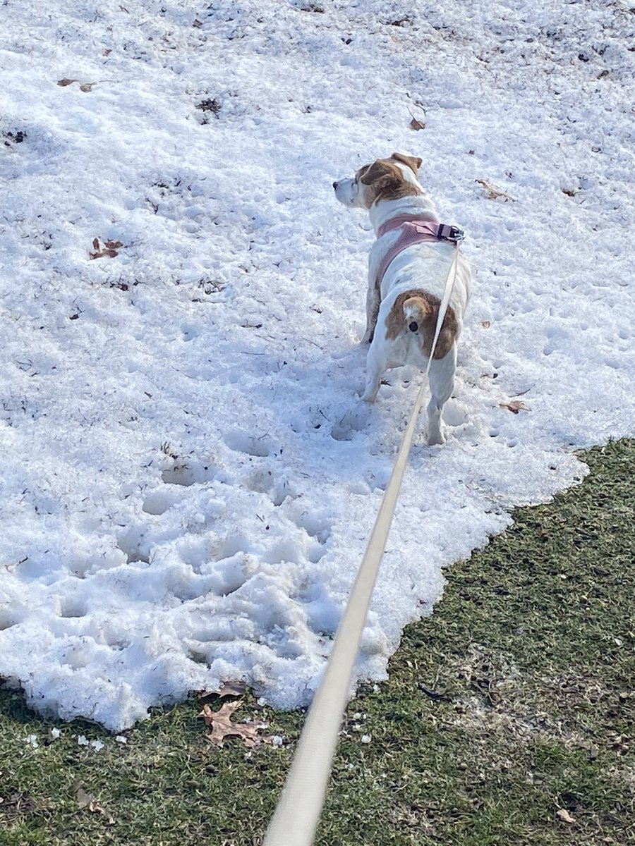DaisyMaeJack's tweet photo. I was doing snow rolls today! Felt so good!! ๐พ๐ #stillwinter #snowangels #dogsofX https://t.co/NMr3z5ds8l