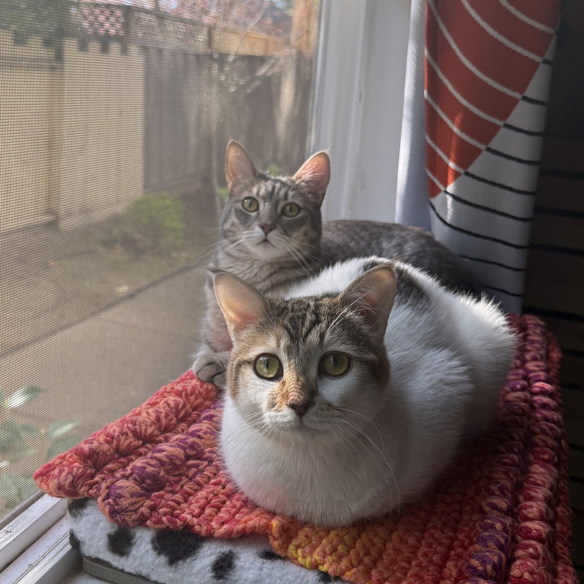 Sarah Fletcher tweet media