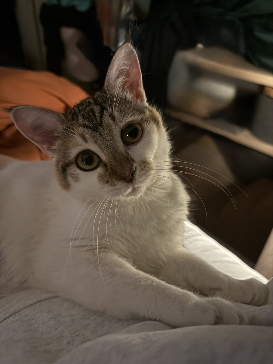 Sarah Fletcher tweet media