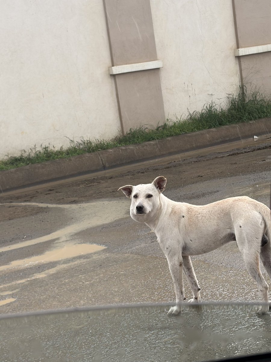 flakis_vero8's tweet photo. Por favor con su ayuda con estos perritos. 
Para poder esterilizar, y ayudar a este perrito que tiene una bola parte de su rostro.. están afueras la joya afuera de la etapa aguamarina. Le dan de comer y todo. Pero pasan soportando lluvias, sol.. https://t.co/WcNkohn6Ut