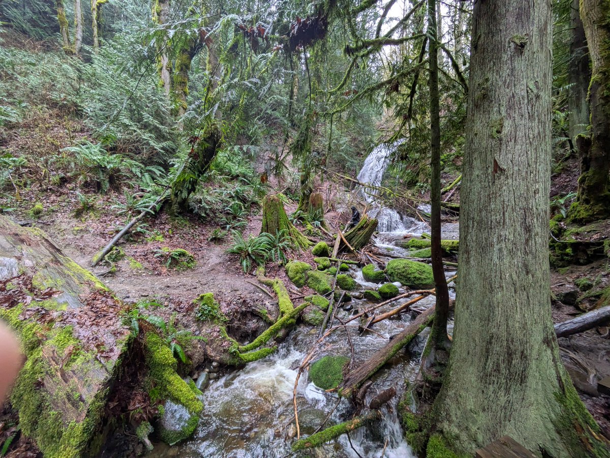 🔆 Raccoon Girl 🫀❄️✨ tweet media