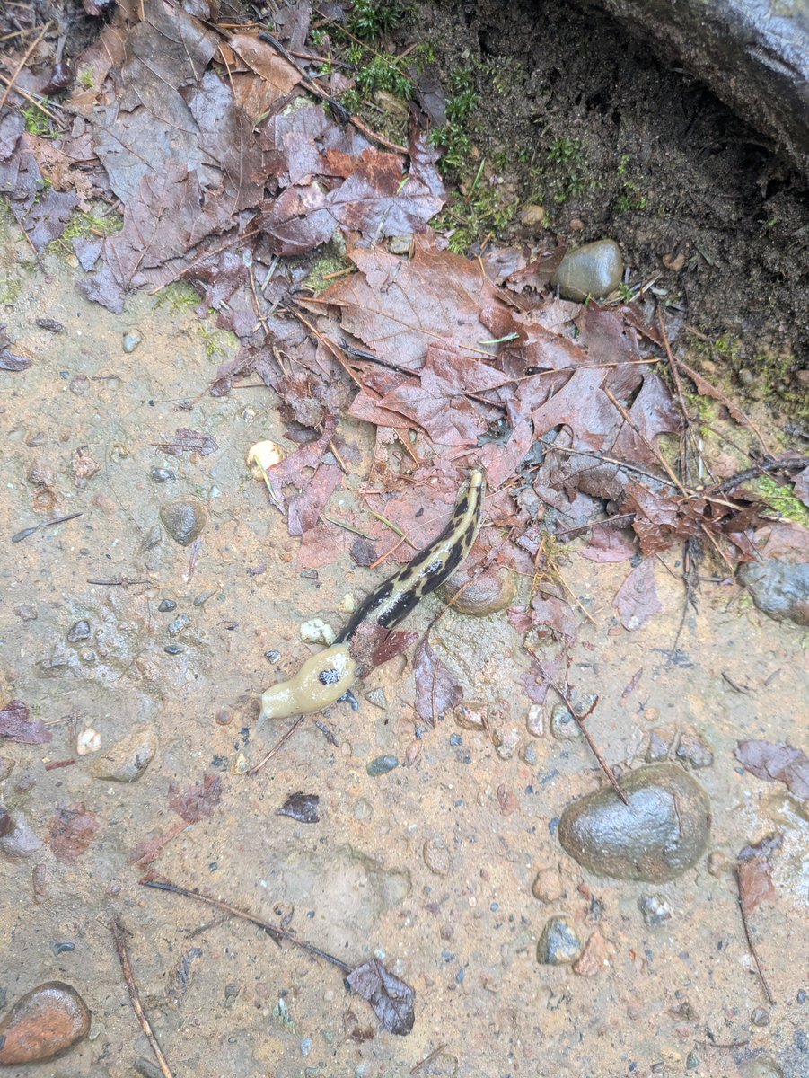 🔆 Raccoon Girl 🫀❄️✨ tweet media