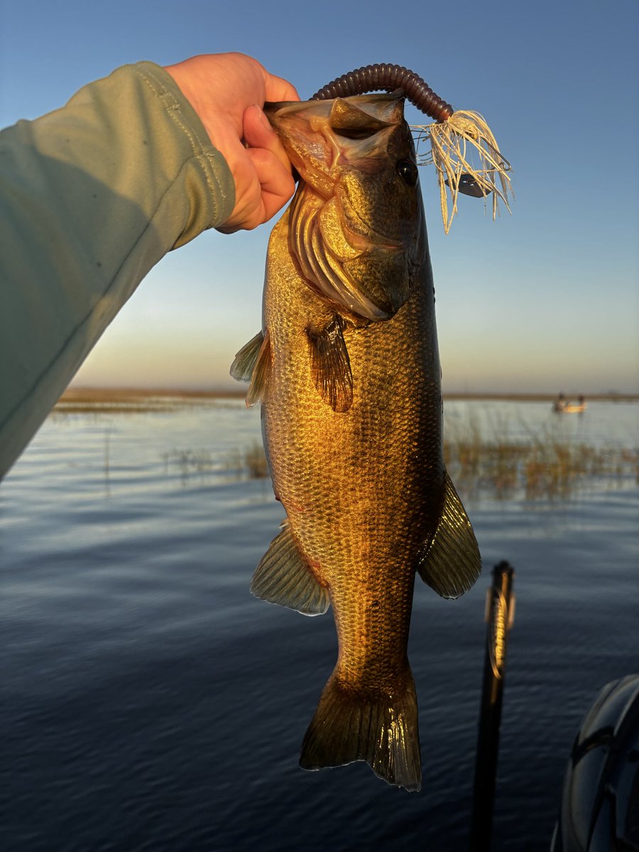 BassPuzzle／バスパズル tweet media