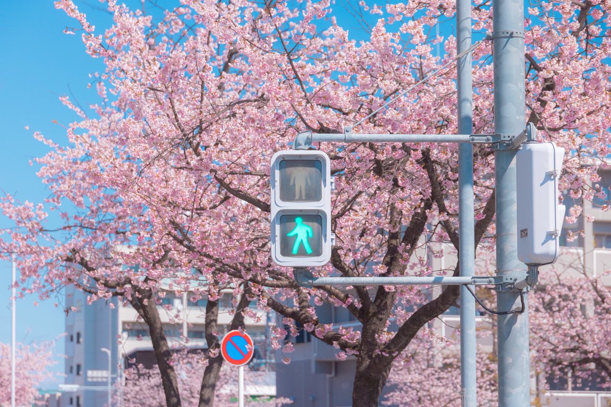 asagi_photo0921's tweet photo. 名古屋を春色に染める、オオカンザクラが満開でした🌸 https://t.co/E7KouFkVF3
