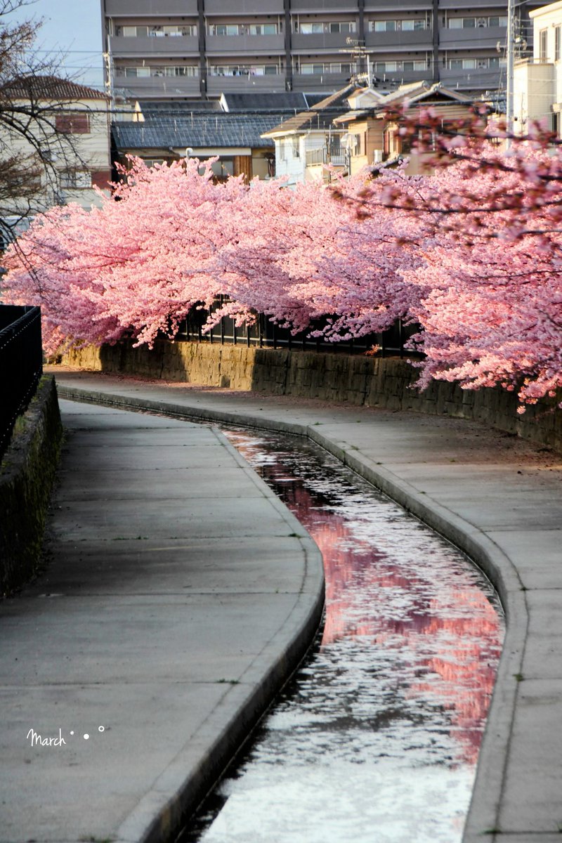 .

定番の場所からの撮影

先日のポストは、ここから少し南に下った橋から北を向いて撮った写真です

どちらも、水面に映った河津桜のピンクがとても、美しい

    京都、伏見区
                       淀水路の河津桜

.
やっと木曜
昼間の日向は暖かいけど
風が強くてまだ寒い
今週もあと少し⤴︎
.