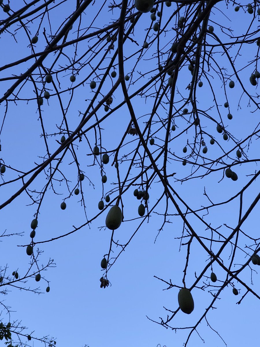 自転車修理に出してて今週徒歩だけど、トックリキワタの実がこんなにたわわなの見れてうれしい