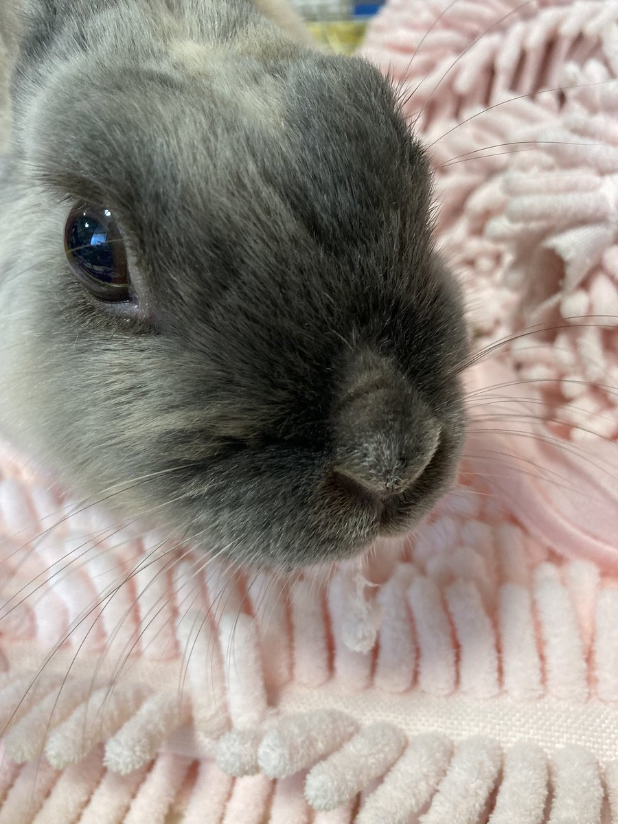 ウサギの部屋 tweet media