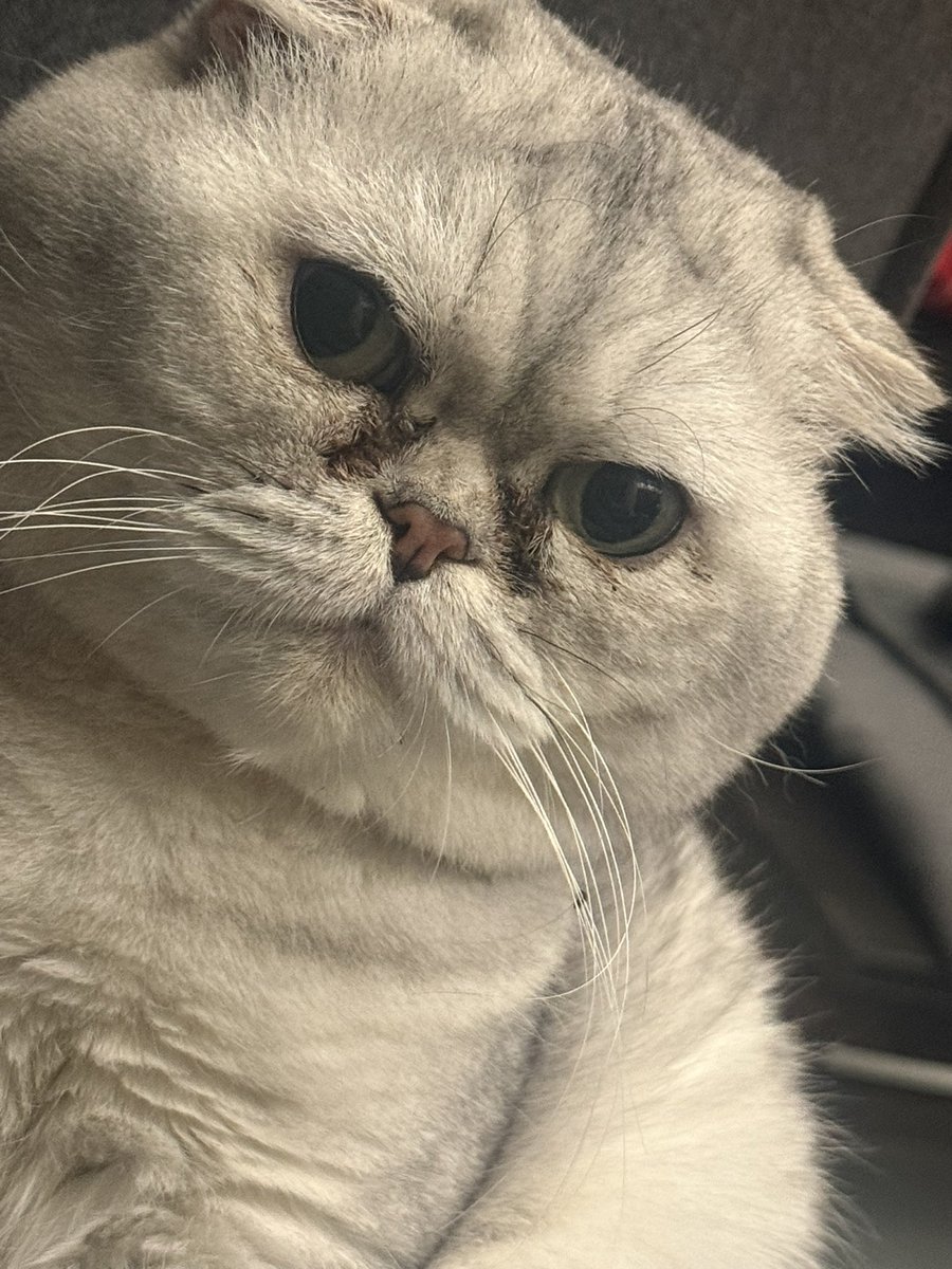 Οταν γυρνάς σπίτι και έχει πάει κομμωτήριο 😉#cat #thomas