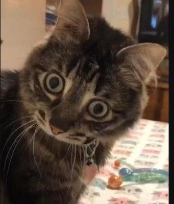 Lann 🧙 (LannIAm) tweet media