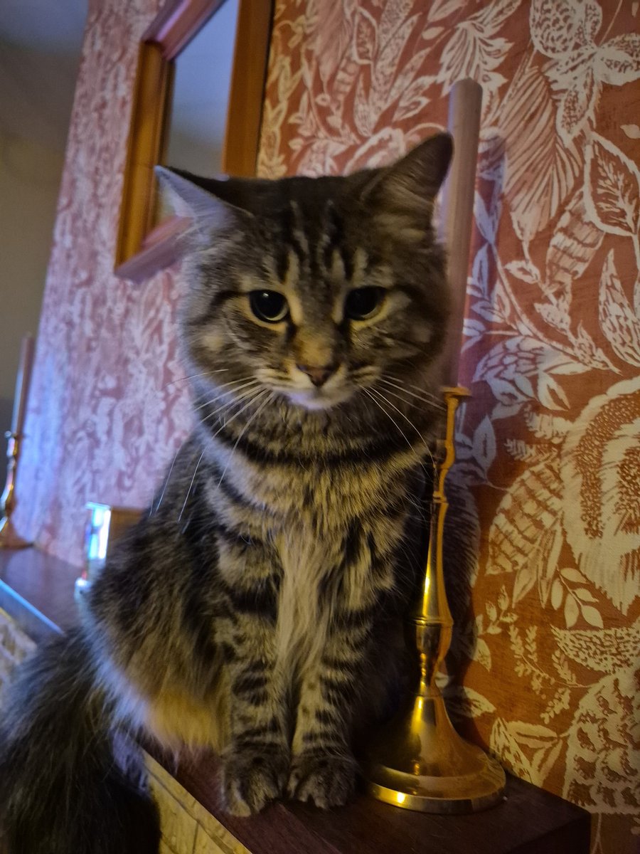 Belfast Cat🌈 tweet media