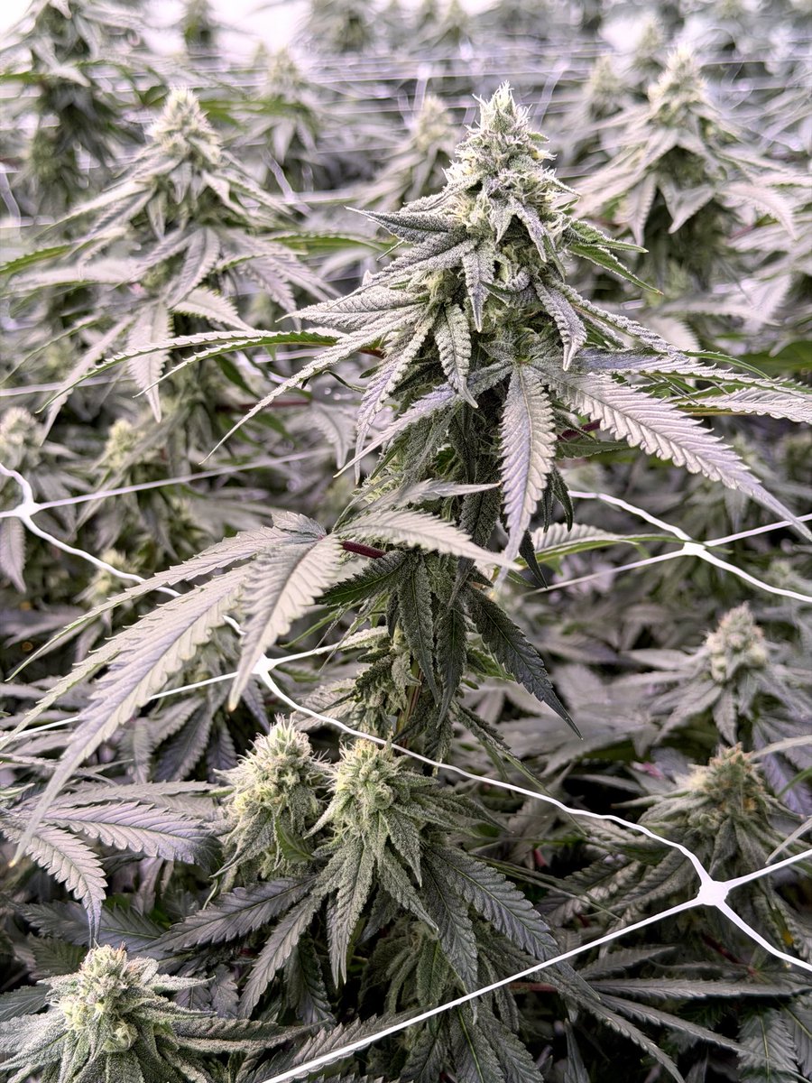 Shauncron tweet media