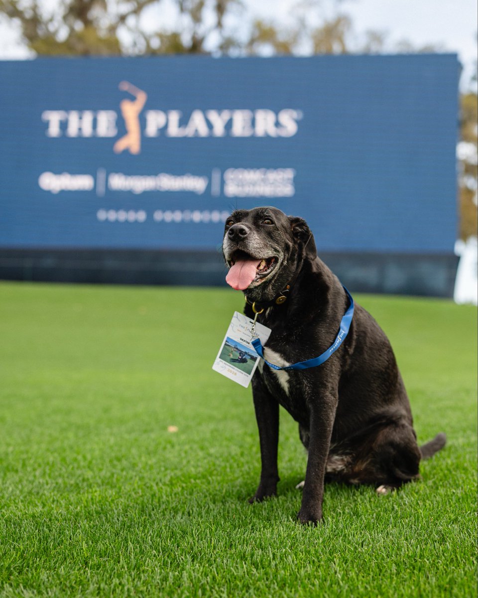 THE PLAYERS tweet media