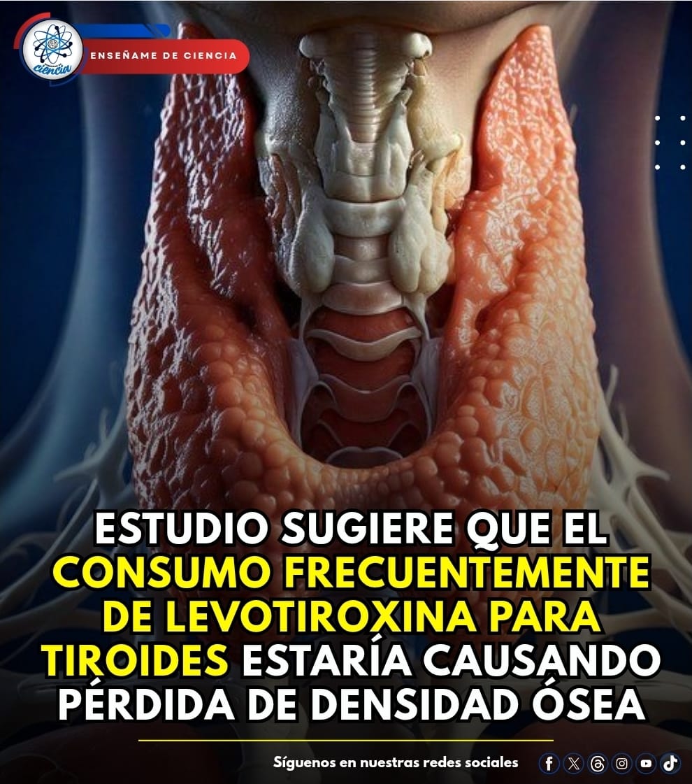 ⚕️🦴 Un hallazgo que pone a la levotiroxina bajo la lupa

Un estudio presentado en la Sociedad Radiológica de Norteamérica (RSNA) reveló que el uso prolongado de levotiroxina el segundo medicamento más recetado entre adultos mayorespodría estar asociado con una mayor pérdida de