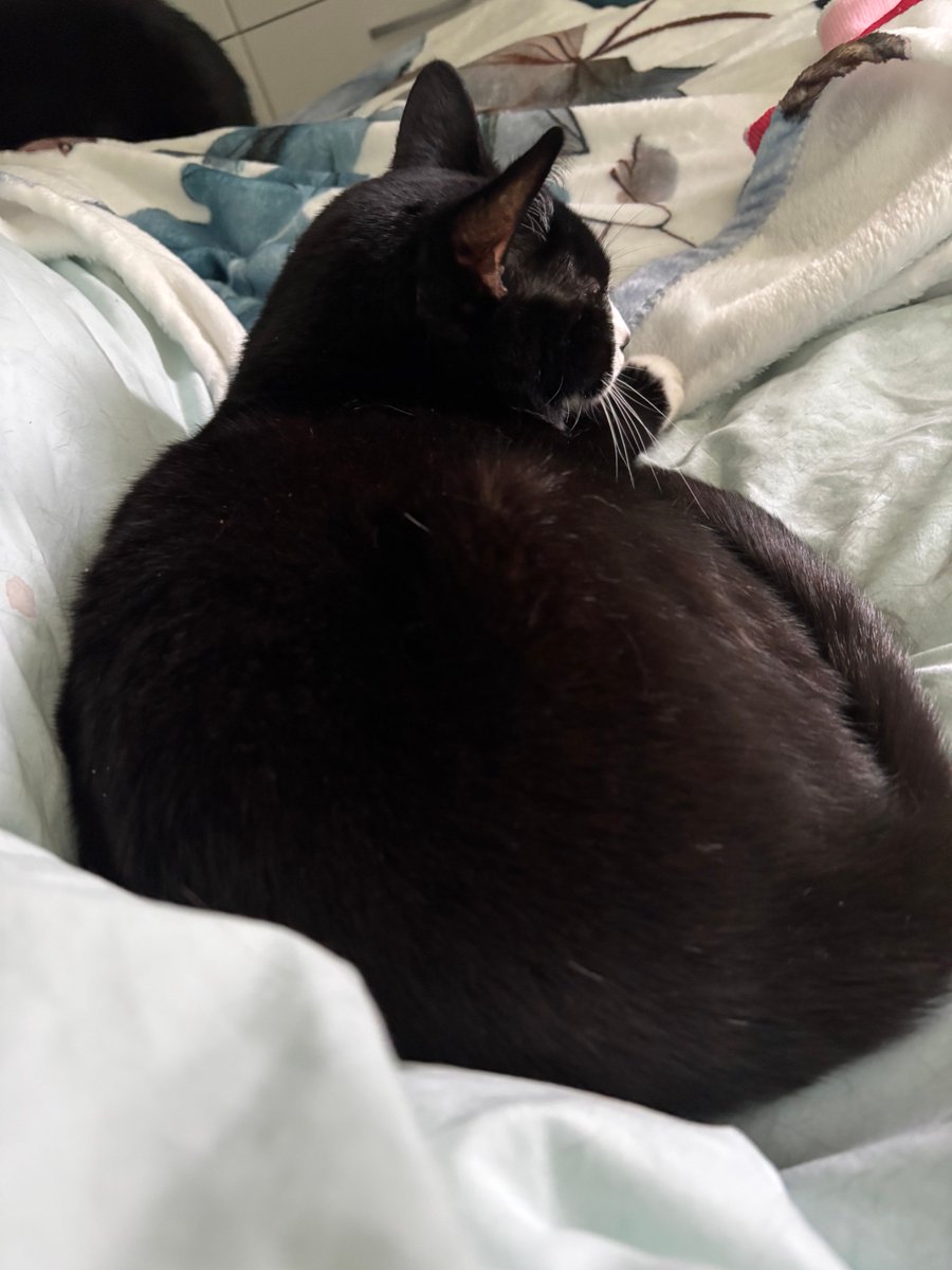 DaisyDoo and Tulip Too🌈 Bella 😿 tweet media