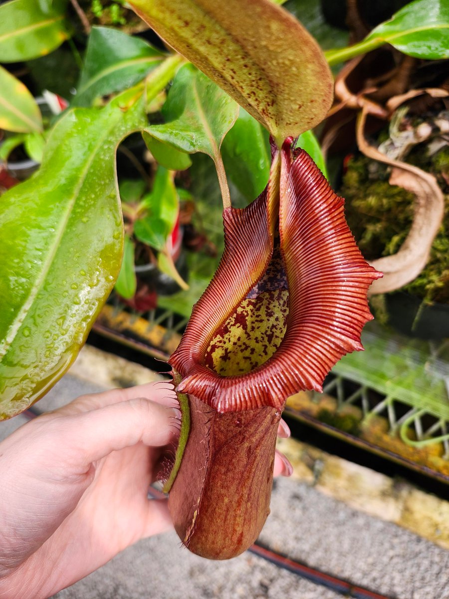 ys37950's tweet photo. N. burkei x truncata EP

#山田食虫植物農園
#食虫植物 https://t.co/HZvbd7u9LD