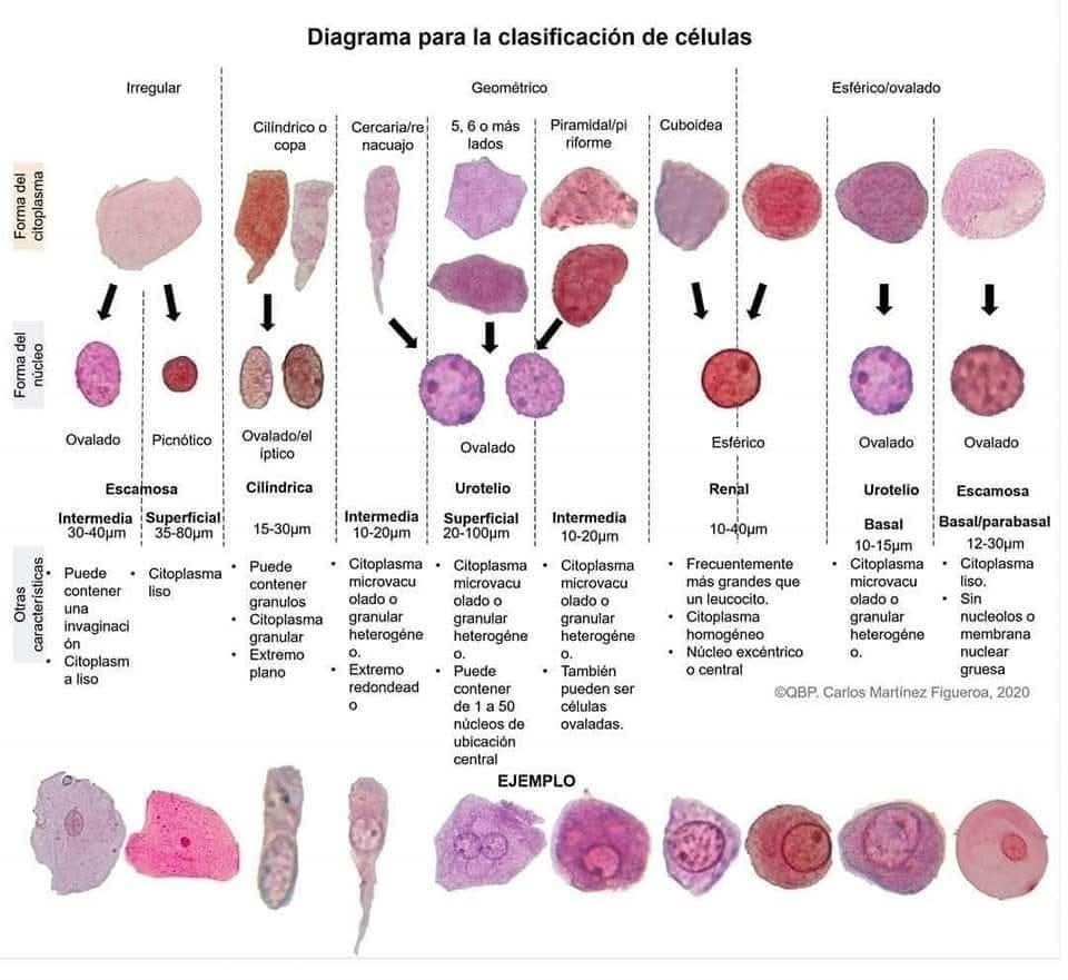Clasificación celular

Fuente: científicamente hablando