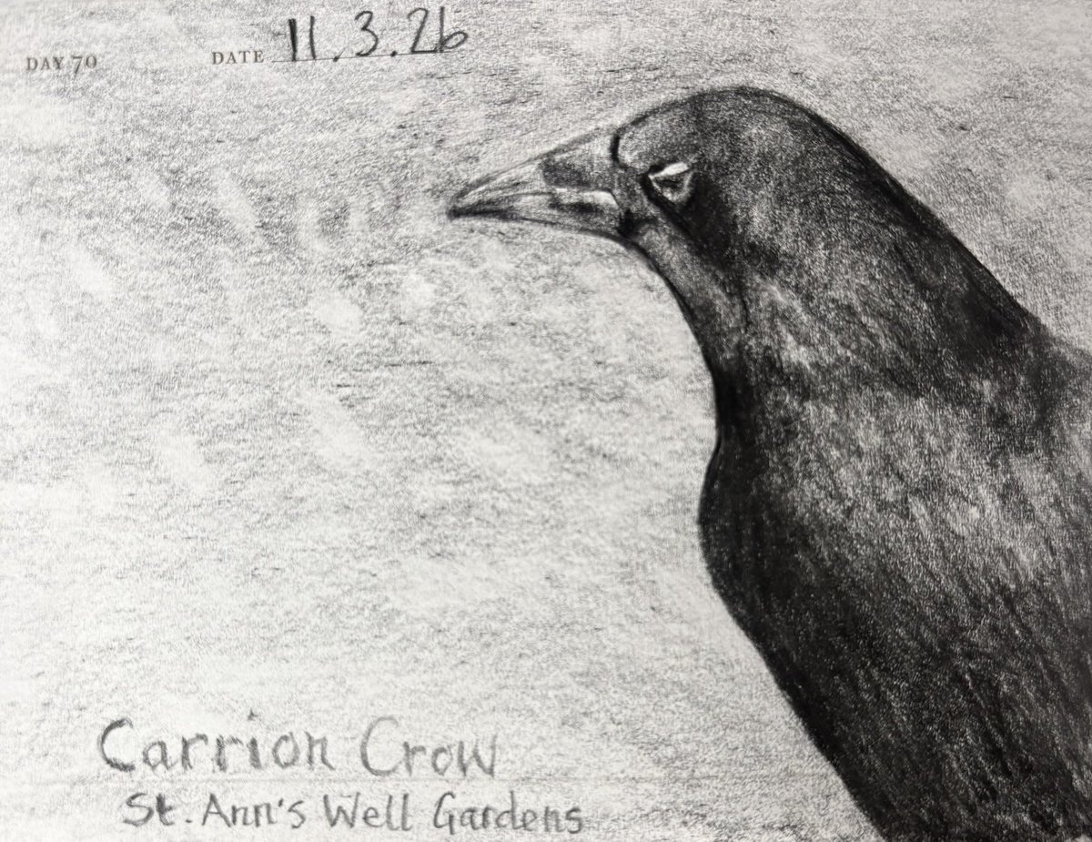 Venster67's tweet image. One Sketch A Day 11.3.26
‘Carrion Crow’
St.Ann’s Well Gardens 
#carrioncrow #birds #visualjournal #stannswellgardenhove #onesketchaday