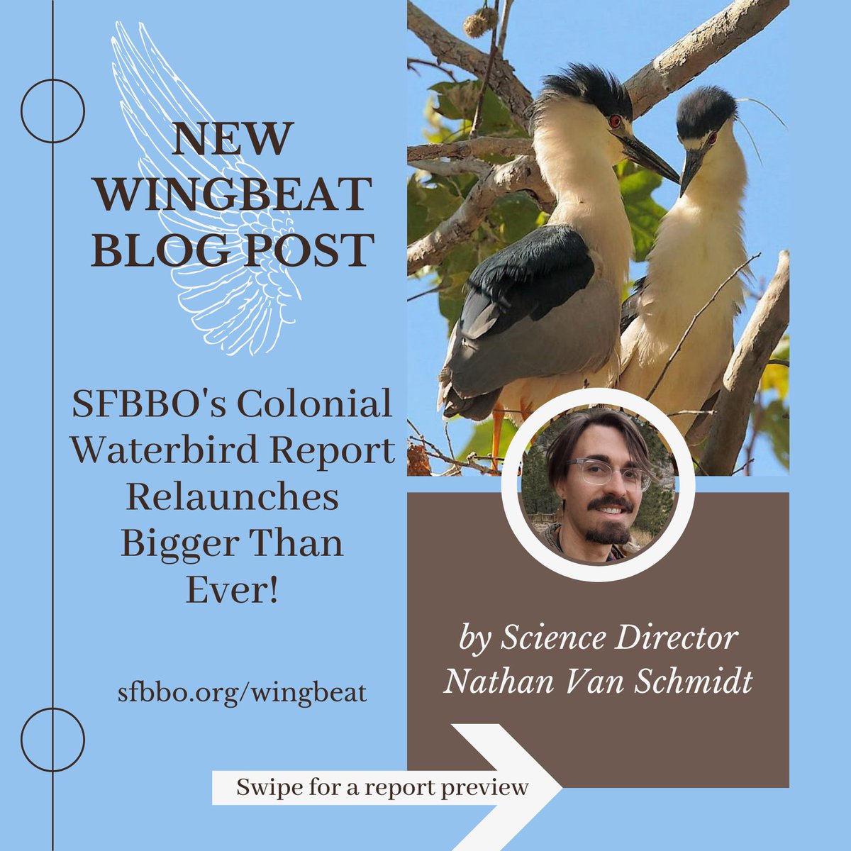 SF Bay Bird Observatory tweet media