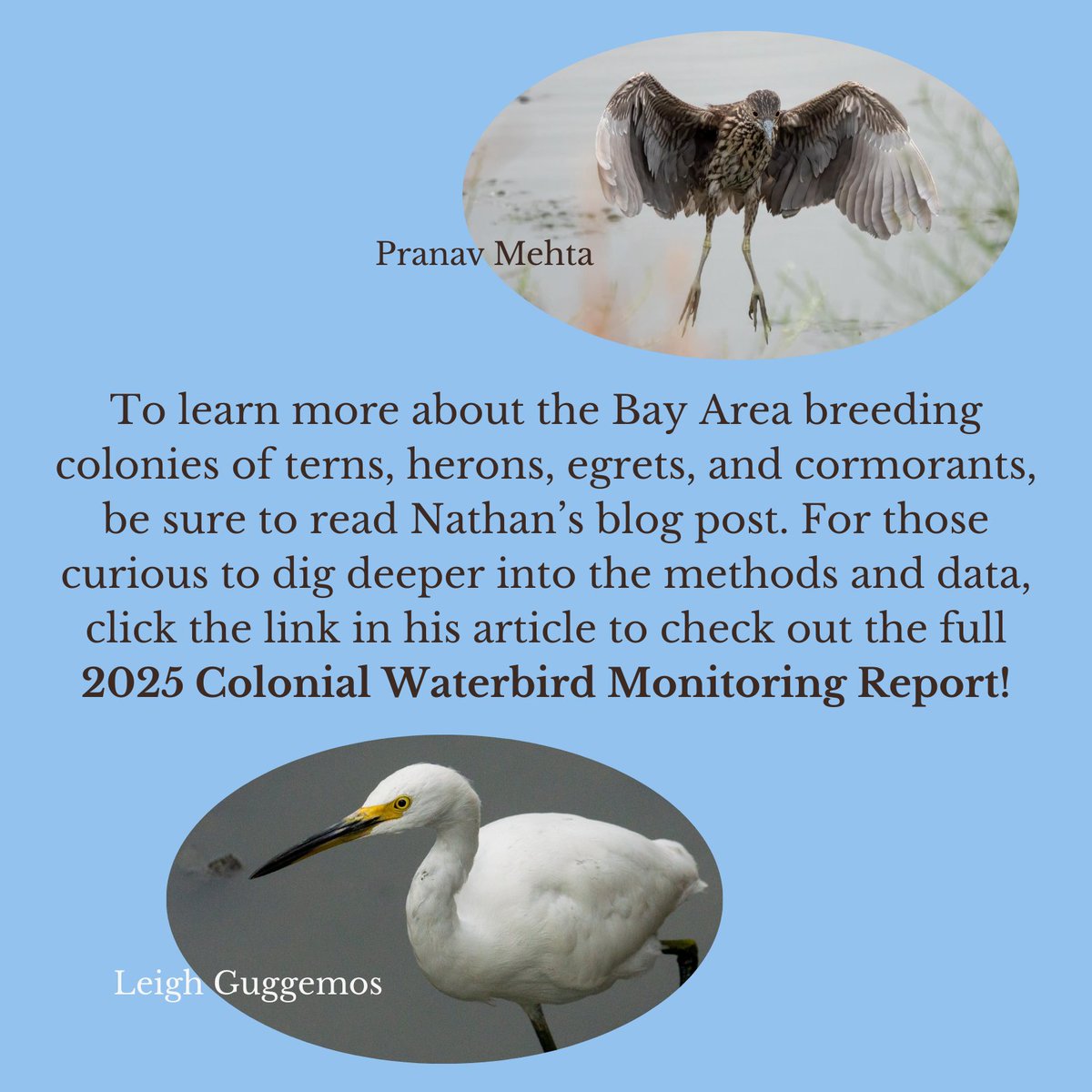 SF Bay Bird Observatory tweet media