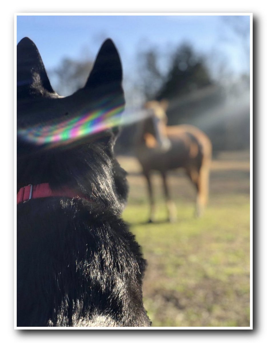 Ranger as a 6-week-old pup watching my horse Maverick.

And Ranger as an adult standing guard over Maverick and my other horses.