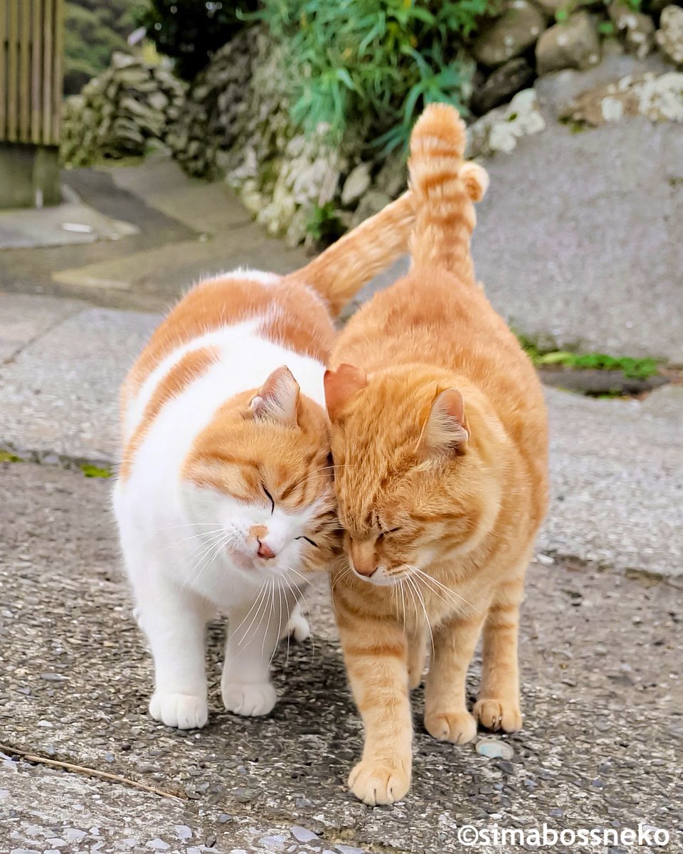 simabossneko's tweet photo. すりすり✨
Best friends

#なかよし #猫 #cat https://t.co/JB1mcKQ0sx