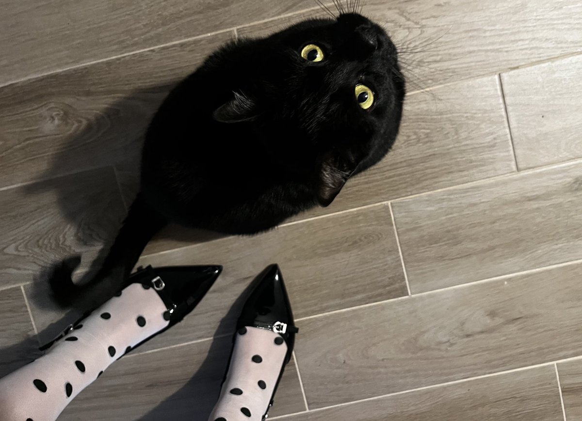 hopiecakes's tweet image. #mine #misterkitty