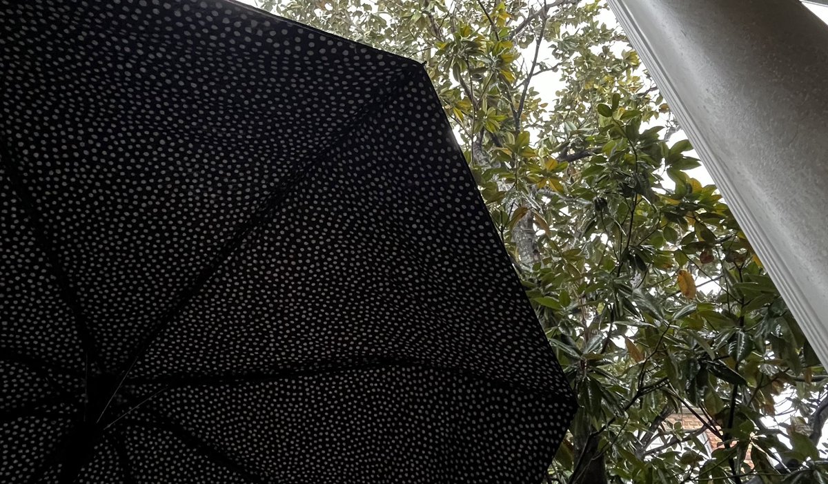 hopiecakes's tweet image. #mine #misterkitty