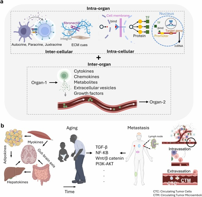 AgingBiology's tweet photo. Intra- and inter-organ communications in aging and cancer: Local and global spatial perspectives
https://t.co/QHOEakpjA6 https://t.co/MxapVIbKsb