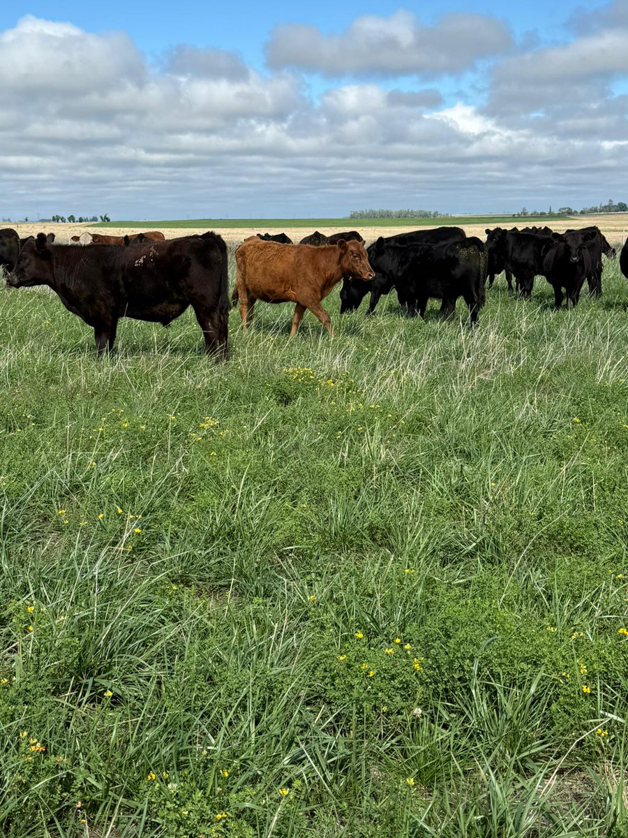 Ignacio Guggeri tweet media