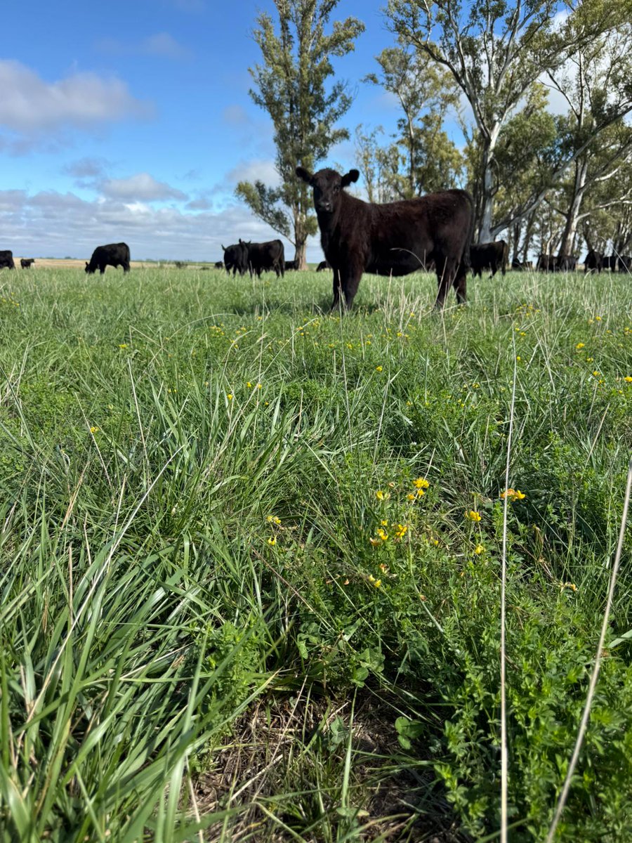 Ignacio Guggeri tweet media