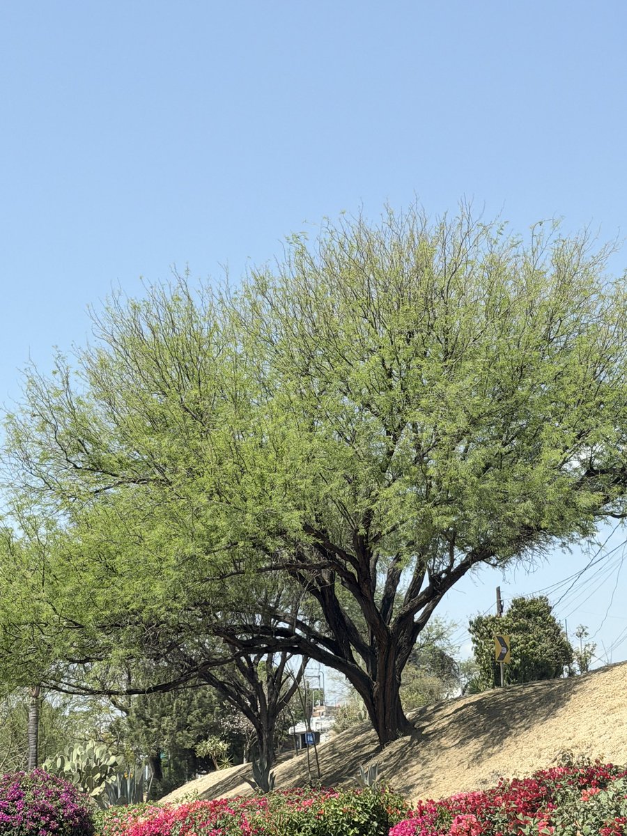 leonésconflow tweet media