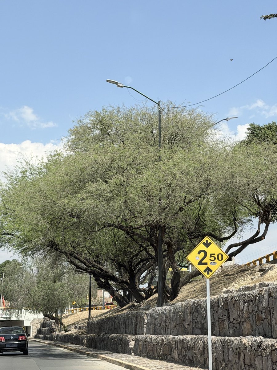 leonésconflow tweet media