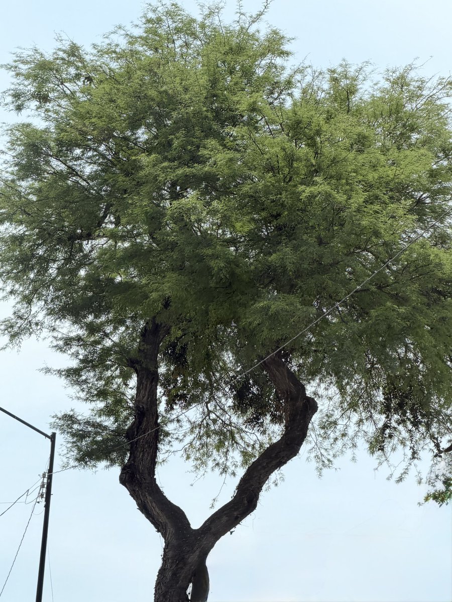 leonésconflow tweet media