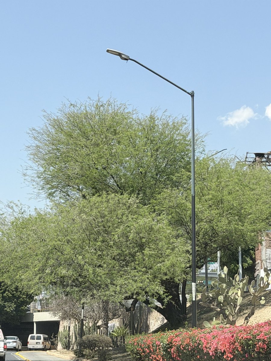 leonésconflow tweet media