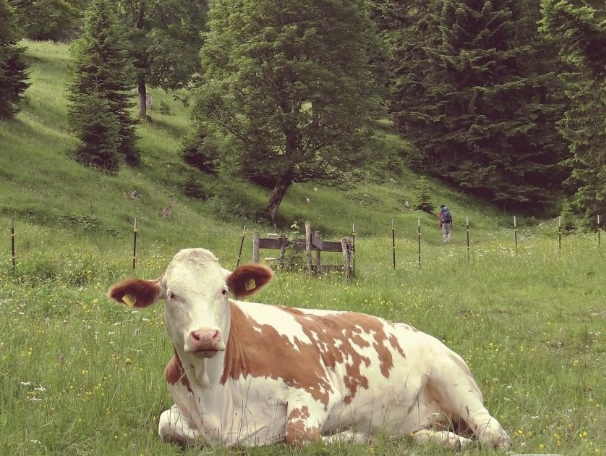 Carnivore Aurelius ©🥩 ☀️🦙 tweet media