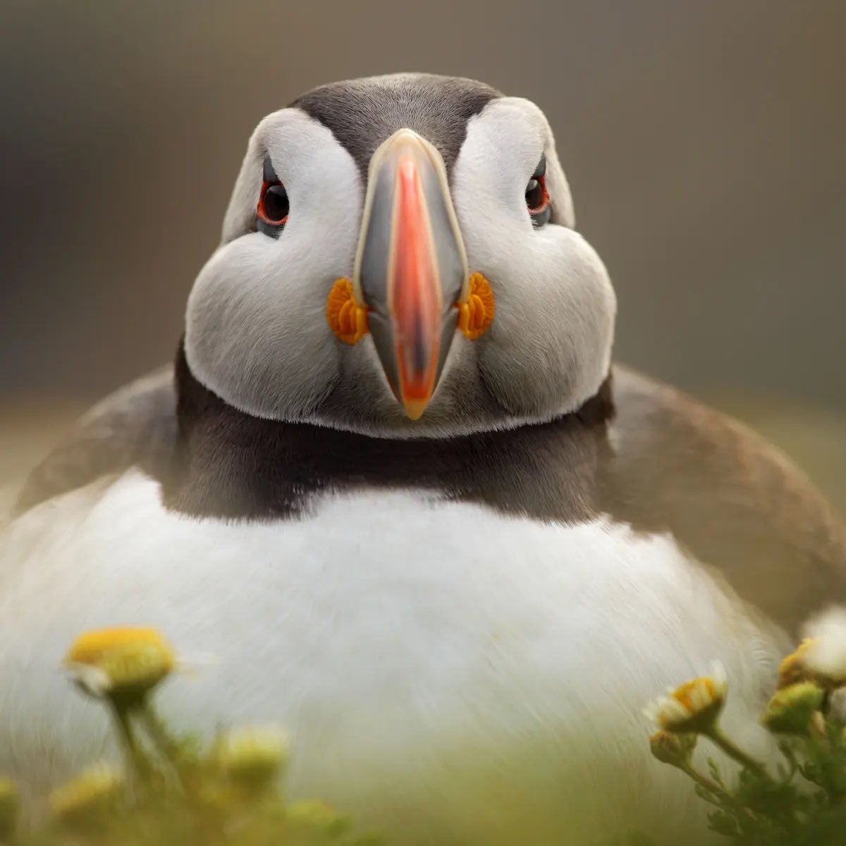 Puffins Daily tweet media