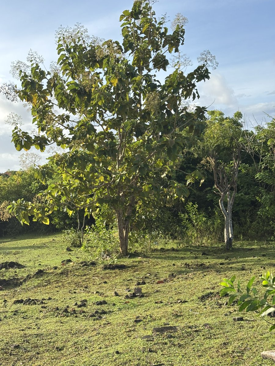 tweektea67's tweet photo. For those of you who have teak furniture, this is what the tree looks like out in the wild!
I almost called it a Tweek tree lol 😂
#bali #teaktree #teak #islandlife https://t.co/tCnbWjs15D