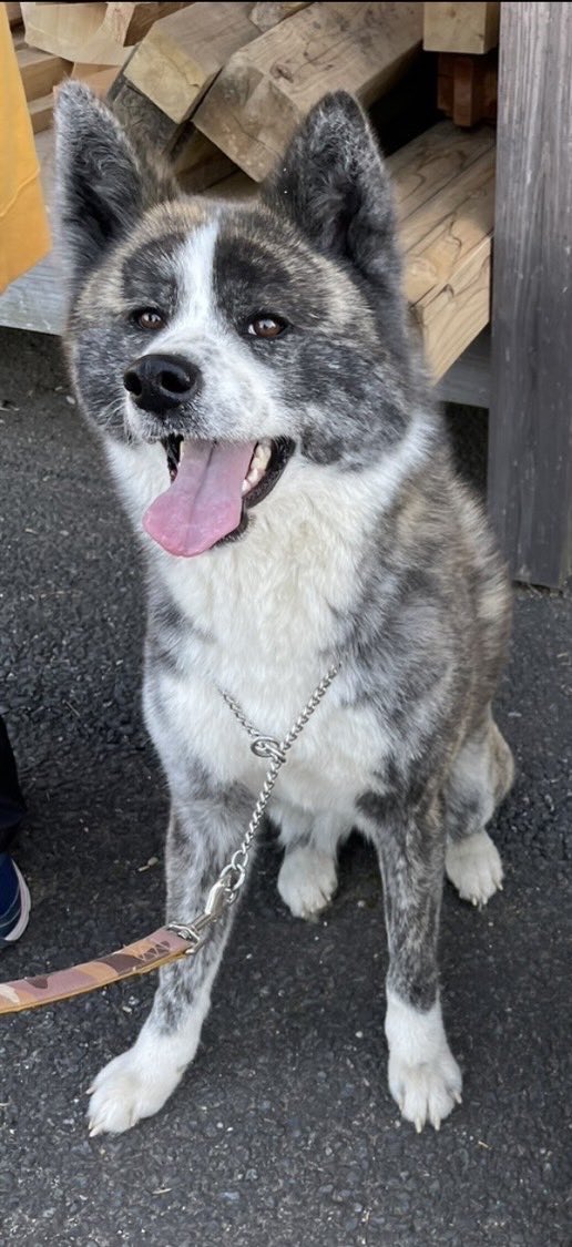 kanntai's tweet photo. 1年前に脱走した秋田犬のことはです！似てる犬が筑西の舟生辺りで目撃されました！もし見かけた方はご連絡ください！ #筑西  #犬  #目撃 https://t.co/YFNiVJsSzs